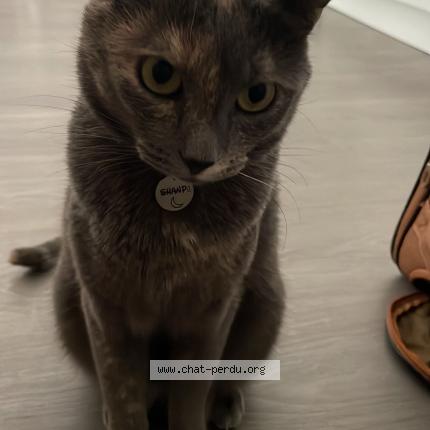 Foto 1/1 Shūnpu Chat perdido en Cadaujac