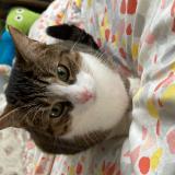 Foto del gato perdido en Angers