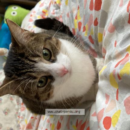 Foto 1/1 Salem Chat perdido en Angers