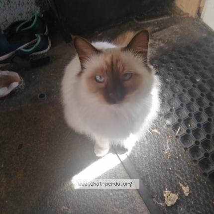 Foto 1/1 Toffee Chat perdido en Plougastel daoulas