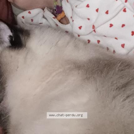 Foto 1/1 MILA Chat perdido en Castanet tolosan