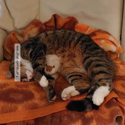 Foto 1/1 Leo Chat perdido en Loches