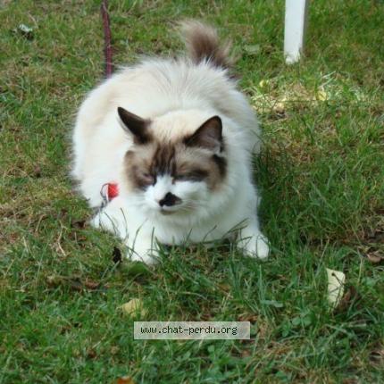 Foto 1/1 Génie Chat perdido en Montcresson