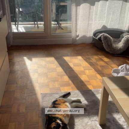 Foto 1/1 Roquette Chat perdido en Olivet