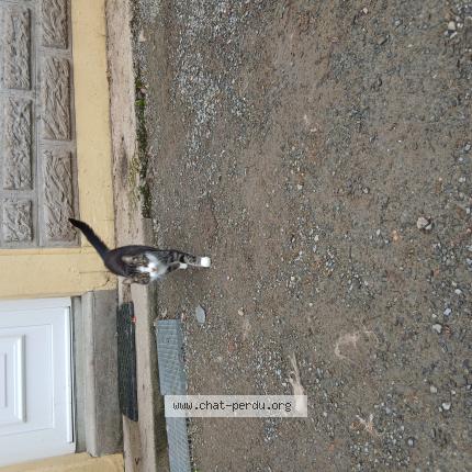 Foto 1/1 Gato encontrado Encontrado en La chapelle heulin