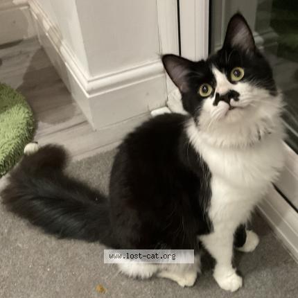 Foto 1/1 Denis Chat perdido en Wem