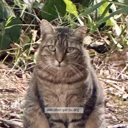 Foto 1/1 Gato encontrado Encontrado en Biot