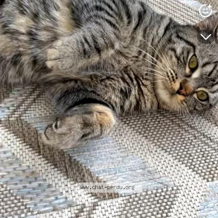 Foto 1/1 Tigry Chat perdido en Athis mons