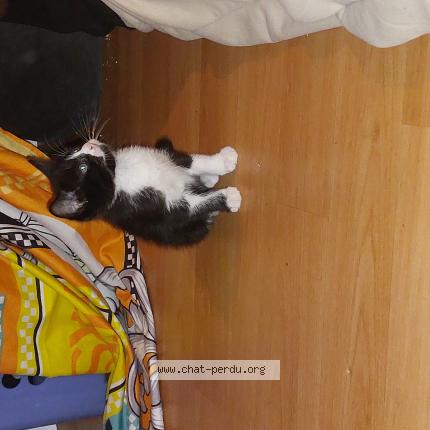 Foto 1/1 Ninoa Chat perdido en Vigneux sur seine