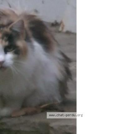 Foto 1/1 isabelle Chat perdido en Ahetze