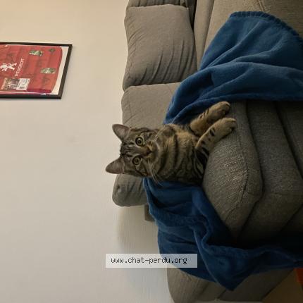 Foto 1/1 Minnie Chat perdido en Quint