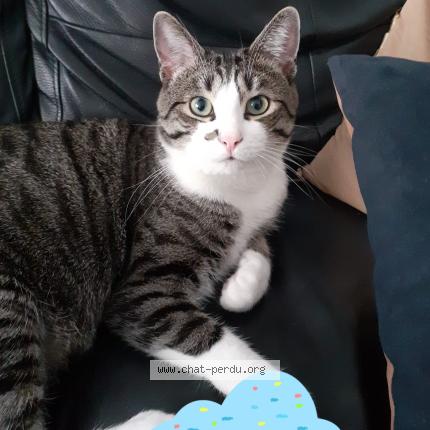 Foto 1/1 Othello Chat perdido en Fontenay sous bois