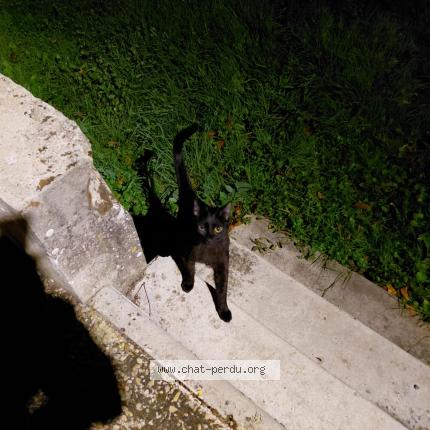 Foto 1/1 Guizmo Chat perdido en Chezy sur marne