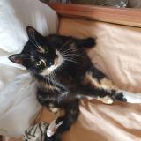 Foto del gato perdido en 01 Rue Du Moulin La Capelle