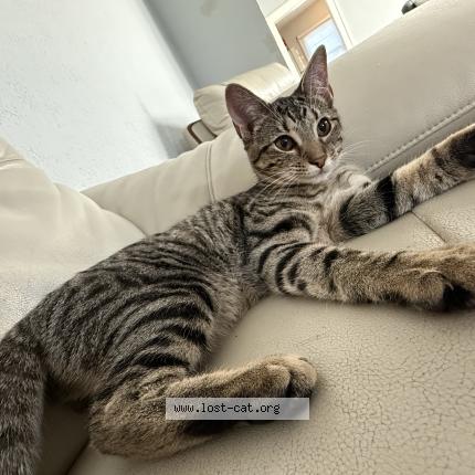 Foto 1/1 Roo Chat perdido en Indianapolis