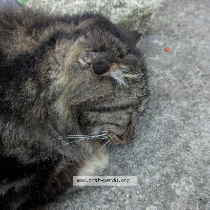 Foto 1/1 Gato encontrado Encontrado en Saint georges d orques
