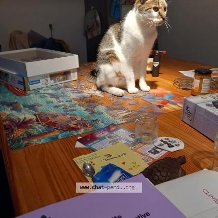 Foto 1/1 Coqui Chat perdido en Saint cosme en vairais