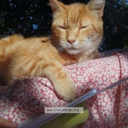 Foto 1/1 Wookie Chat perdido en Vivonne