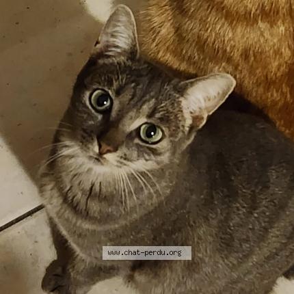 Foto 1/1 YUYU Chat perdido en La chapelle sur erdre