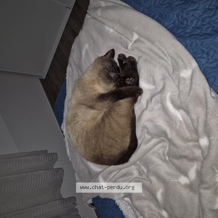 Foto 1/1 Cookie Chat perdido en Montbeton