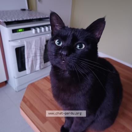Foto 1/1 Blackman Chat perdido en Merlevenez