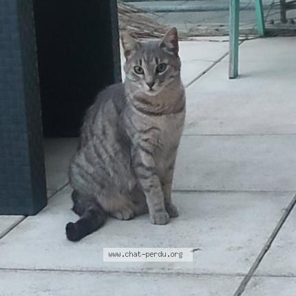 Foto 1/1 Marvel Chat perdido en Montpellier