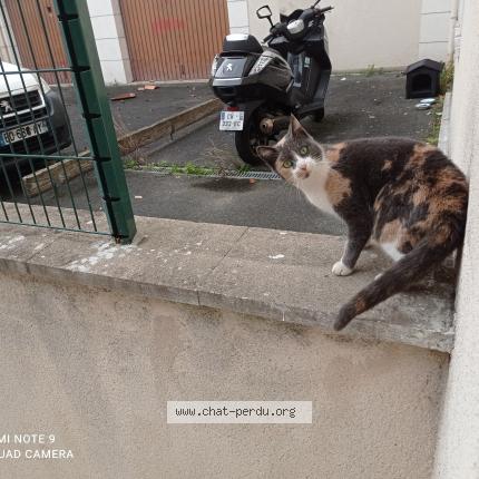 Foto 1/1 Gato encontrado Encontrado en Limeil brevannes