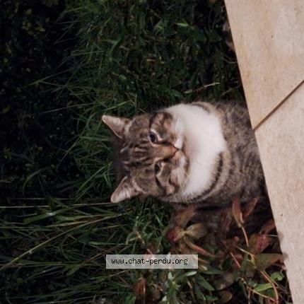 Foto 1/1 Gato encontrado Encontrado en Boersch