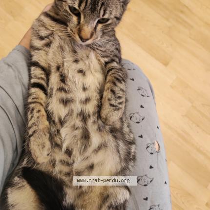 Foto 1/1 Bernard ou bernie Chat perdido en St lubin des joncherets