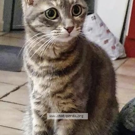 Foto 1/1 Hiné Chat perdido en Avignon