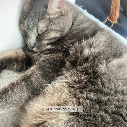 Foto 1/1 Gato encontrado Perdido en Paris