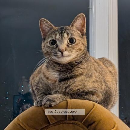 Foto 1/1 Mocha Chat perdido en South bend