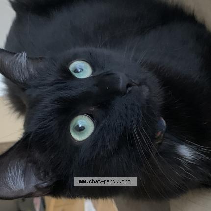 Foto 1/1 Gato encontrado Perdido en Vanves