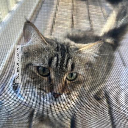 Foto 1/1 Gato encontrado Encontrado en Saint constant