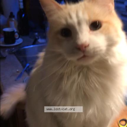 Foto 1/1 Minoo Chat perdido en Lachine