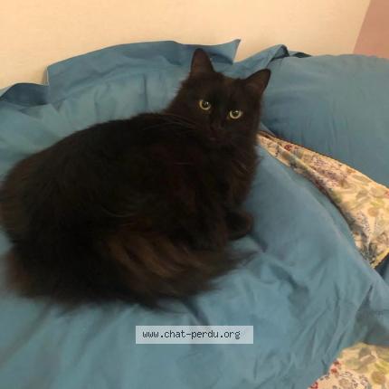 Foto 1/1 Oscar Chat perdido en Cholet