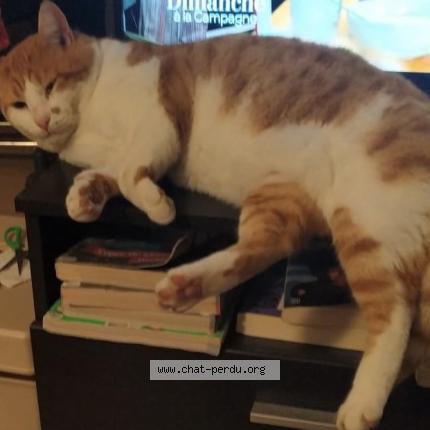 Foto 1/1 Roucky Chat perdido en Saint laurent des autels