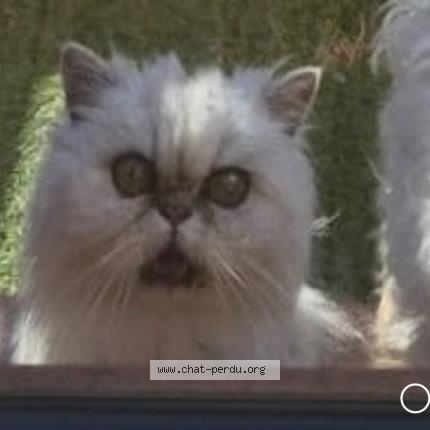 Foto 1/1 Carla Chat perdido en Sanary sur mer