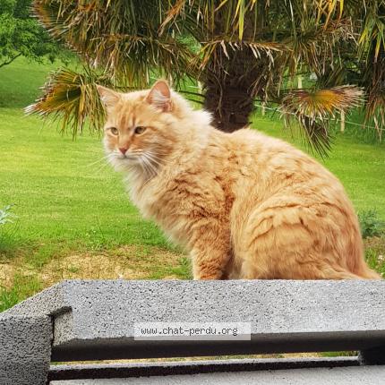 Foto 1/1 Ninja Chat perdido en Mont