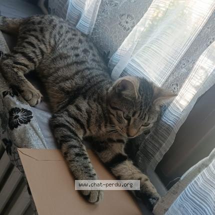 Foto 1/1 Kiwi Chat perdido en Villeneuve le roi