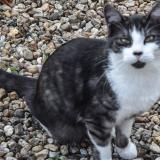 Foto del gato perdido en Messe