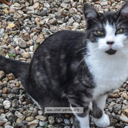 Foto 1/1 Gato encontrado Perdido en Messe
