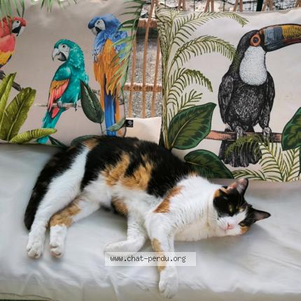 Foto 1/1 Lili Chat perdido en Saint saturnin les avignon o