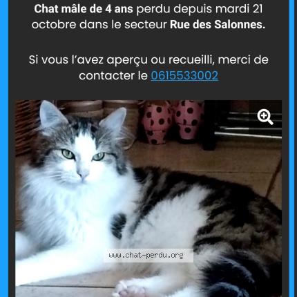Foto 1/1 Coco Chat perdido en Ousson