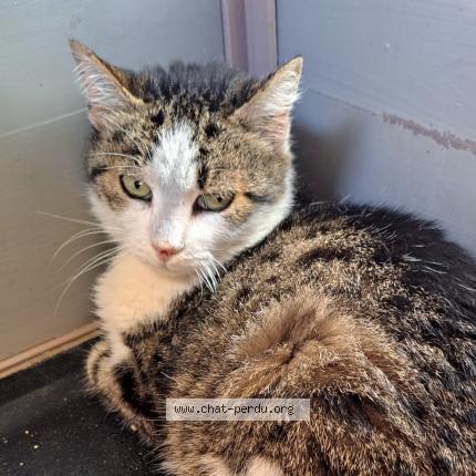 Foto 1/1 Gato encontrado Encontrado en Biscarrosse