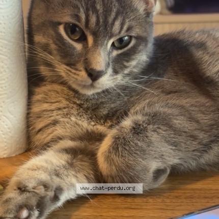 Foto 1/1 Yume Chat perdido en Beauvais