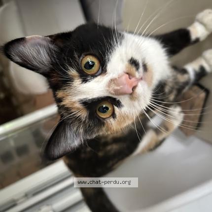 Foto 1/1 ANGEL Chat perdido en St pierre