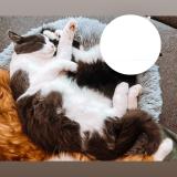 Foto del gato perdido en Gennes Val De Loire