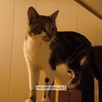 Foto 1/1 Hamlet Chat perdido en Moreilles