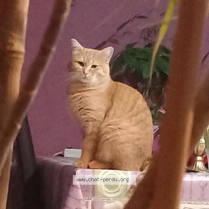Foto 1/1 Yumi Chat perdido en La jumelliere